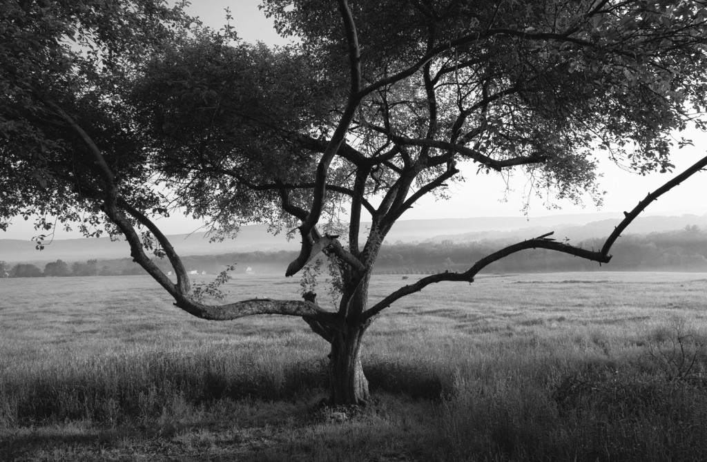 valley tree